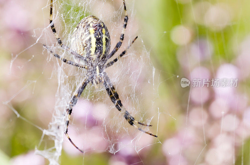 网中的黄蜂蜘蛛(Argiope bruenichi)